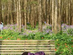 -上海共青森林公园