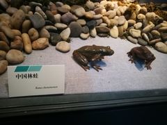 -烟台自然博物馆