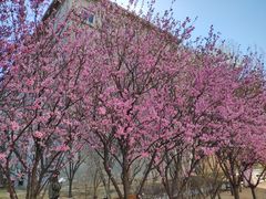 -中央民族大学