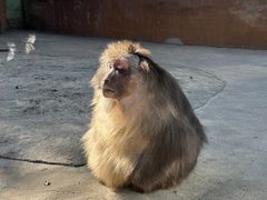 -五龙山野生动物王国