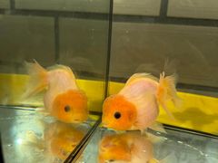 -中环花鸟鱼虫市场