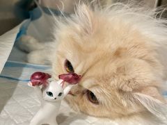 -艾吉宠物医院·疑难杂症转诊中心·猫友好(碧江路院)
