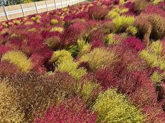 -天津东丽湖风景区