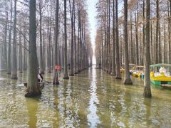 -渌洋湖湿地公园