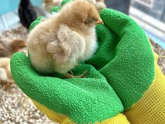 -怪兽屋·羊驼·猫咖·狗咖(俊华广场店)