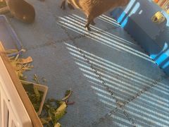 -廊坊固安福朋喜来登酒店