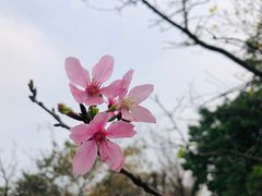 -海珠湖公园