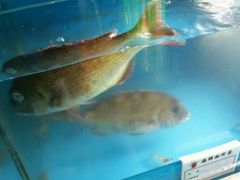 android_upload_pic-海滨假日渔家海鲜