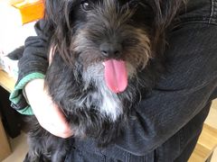 -艾贝尔宠物医院·狂犬免疫点(江山金象城店)