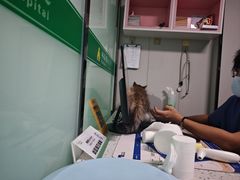 -半岛宠物医院24小时(科华中路店)