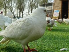 -长白岛森林公园