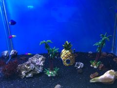 -芜湖新华联大白鲸海洋公园