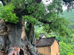-杨家堂村