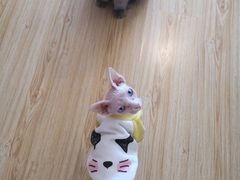 -Sweet cat·星愿猫咖(国贸大厦店)