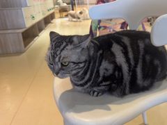 -藏猫猫咖啡主题馆(中央大道店)