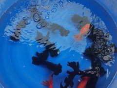 -中环花鸟鱼虫市场