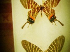 -上海昆虫博物馆