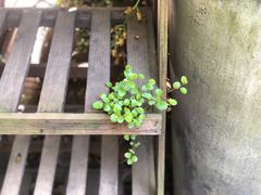 -植觉