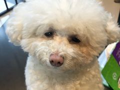 -Oh My Dog宠物沙龙(伊珊娜皮毛护理店)