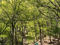 -鲁山国家森林公园