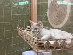 -帕帕拉兹宠物(亚洲旗舰店)