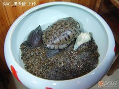 门口的龟-白家餐厅(徐家汇店)