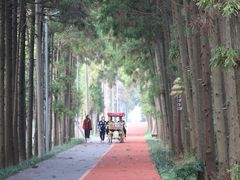 -上海长兴岛郊野公园