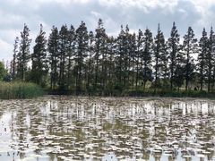 -上海长兴岛郊野公园