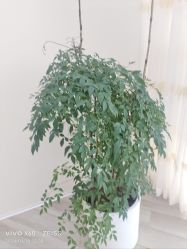 -HEYAN荷妍专业脱毛连锁机构