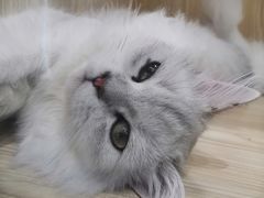 -屋虎猫馆(宝安大仟里店)