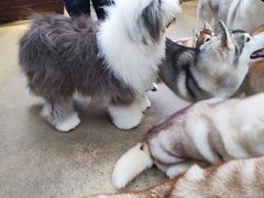-TrueLove @ Neverland (Husky Cafe)