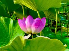 -莲花池公园