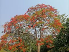 -中国科学院西双版纳热带植物园