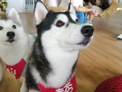 -Husky Go! 哈士奇体验馆·宠物咖啡厅狗咖