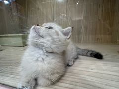 -屋虎猫馆(宝安大仟里店)