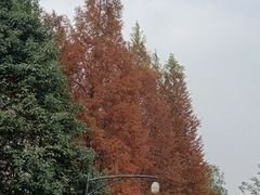 -白鹭湾湿地公园