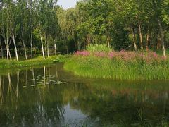 -东郊湿地公园