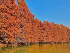 -上海海湾国家森林公园