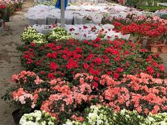 -龙大花卉苗木市场