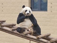 -石家庄市动物园