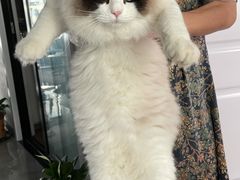 -欣宠猫屋·矮脚拿破仑·蓝金金渐层