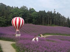 -大塘金香草谷