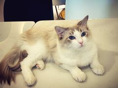 -飞行喵MR PILOT|猫舍·猫咖(静安大融城店)