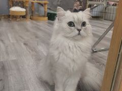 -BABIT巴比特宠物(MOMOPARK店)