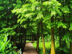 -溱湖国家湿地公园