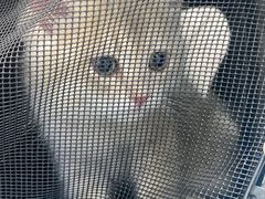 -达爱动物医院·犬猫分区·CT·复杂眼科(远洋山水分院)