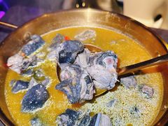 -Darling Queen·Mini·Live·House