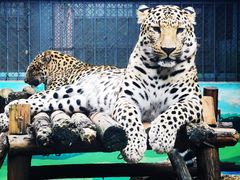 -昆明动物园