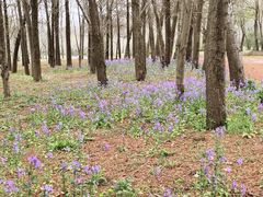 -上海海湾国家森林公园