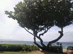-Hula Grill Waikiki